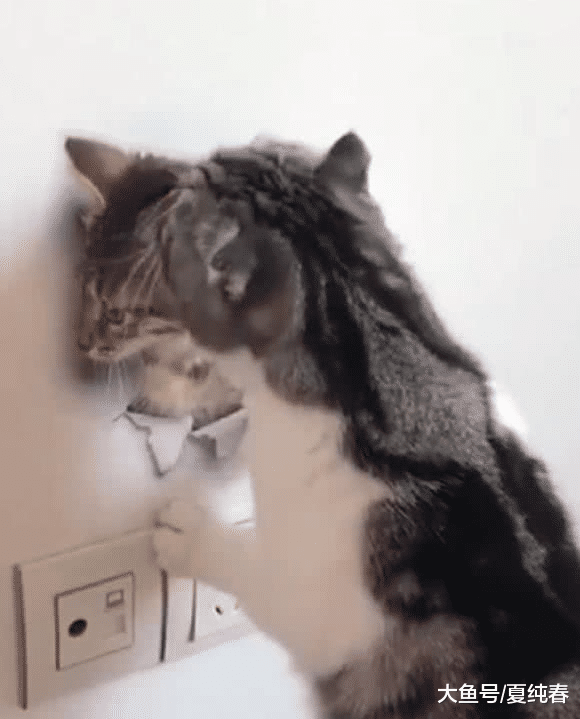 喵星人被墙上猫咪贴纸迷住，表情让人笑喷，猫：下来咱唠唠呗！