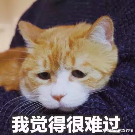 病毒顽强，致死率高达90%，让猫和主人措手不及的猫瘟如何预防？
