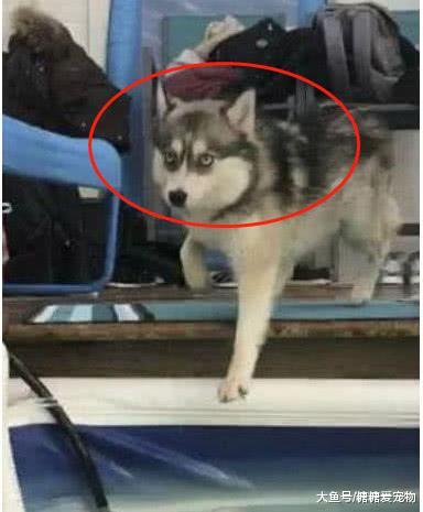 二哈下水学游泳, 结果入水后, 它的反应笑喷了: 我慌的一批啊!