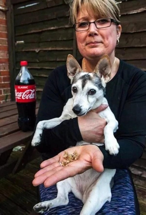 女主人喜欢喝可乐，每天带着狗狗一起喝，1年后肠子都悔青了！