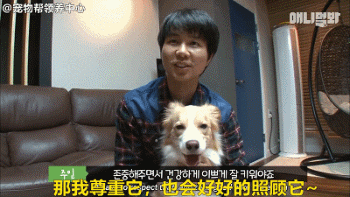 边牧追剧成瘾，为了避免它近视，铲屎官想出了这样一个办法...