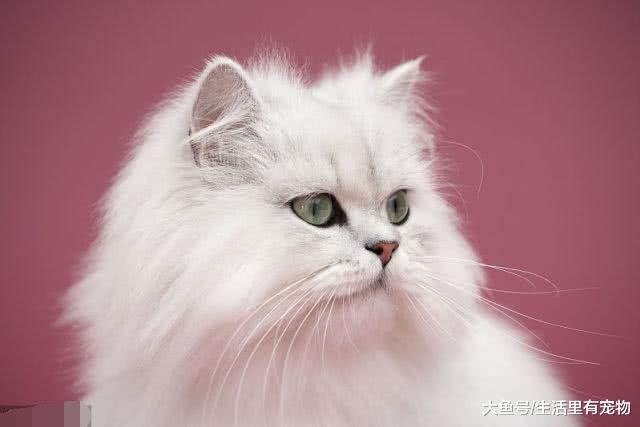 主人買了炸彈浴球，剛一放進去，貓的表情亮了！