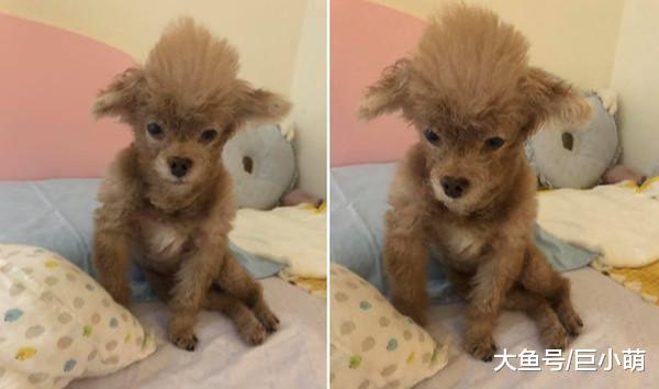 狗狗刚起床超丑，头发竖起像扫把头，这发型美容师都做不出！