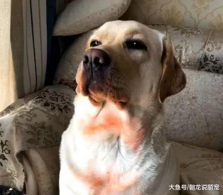 主人回到家后发现狗狗身上有血迹，当靠近一看，瞬间想炖狗！
