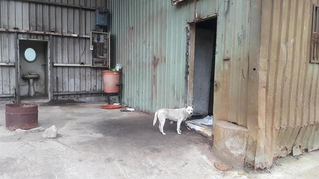 廢品回收站搬遷，忠心土狗被留下，墻上日歷記載著它已被遺棄一年