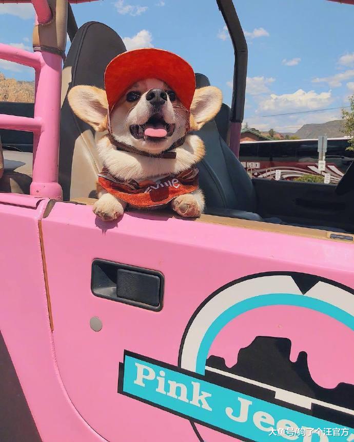 出去耍忘记给狗子喂饭了，然后回来这个样子