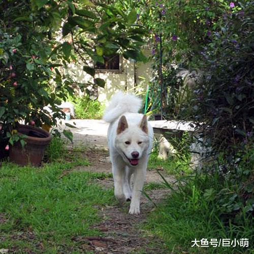 为了狗的幸福不给它绝育？不要把几百块的绝育，变成几千的麻烦