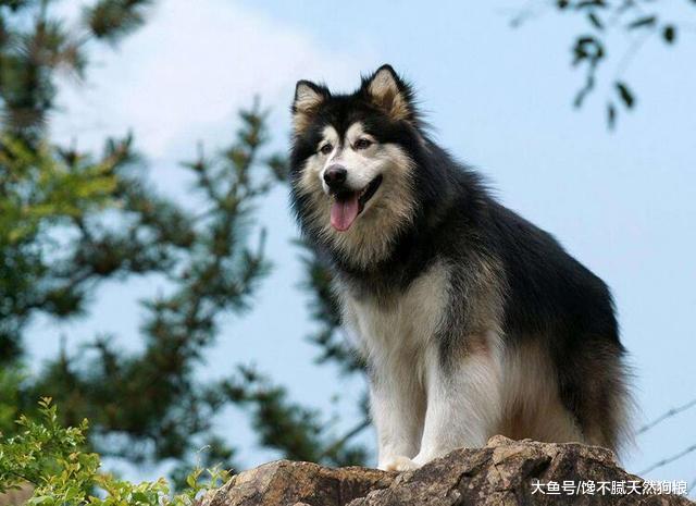 在城市里，养这5种狗狗的人，会经常遭人说三道四