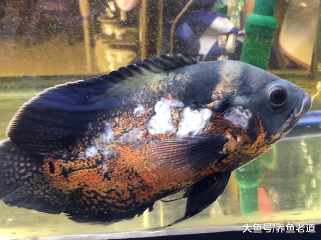 为什么说观赏鱼的体表受伤过重，极有可能让它们死无葬身之地？