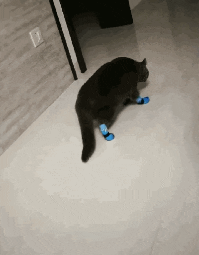 猫咪被带去姥姥家, 姥姥怕猫冻脚给它穿鞋子, 猫的反应亮了……