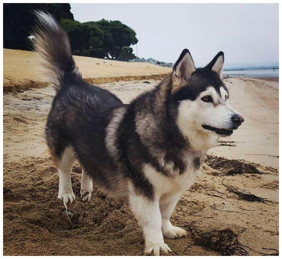 小狗有着德牧的俊朗, 但腿短袖珍, 它的血统充满“童话”气息