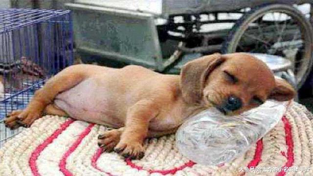 自从狗狗在沙发上睡觉，掉过一次之后，它就睡的很有特点了