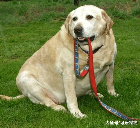 一只被养成猪的狗，出门都要小推车拉着，却帮助主人走向人生巅峰