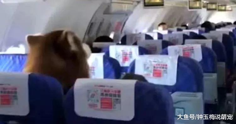 飞机上竟坐了只…阿拉斯加犬！这么大的狗能进客舱？南航回应