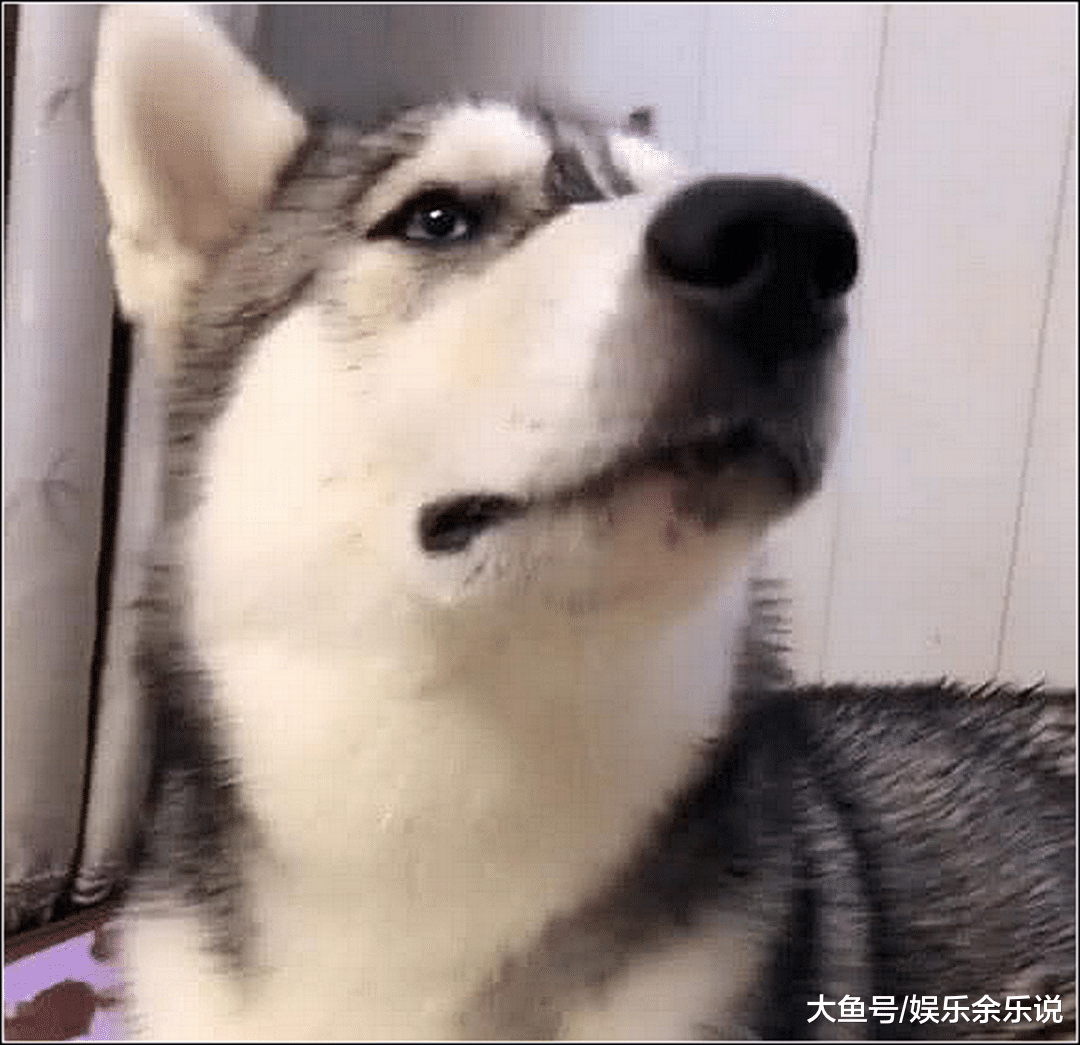 哈士奇绝育后哭泣，男主伸手安慰它，二哈的表情让男子不淡定了