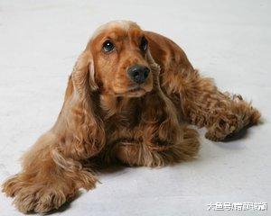 心理学：以自己的第六感选一条狗狗，看看你的另一半对你忠不忠诚