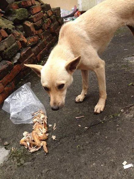 他退伍后, 还打包了一条狗...