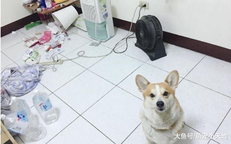 亲自示范乱翻垃圾桶的后果，柯基傻看哥哥狂揍同伴马上投降装乖