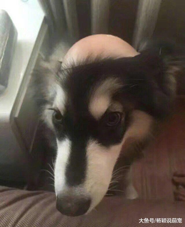 一觉睡醒发现狗子秃顶了，不敢相信事实，定睛一看才发现真相