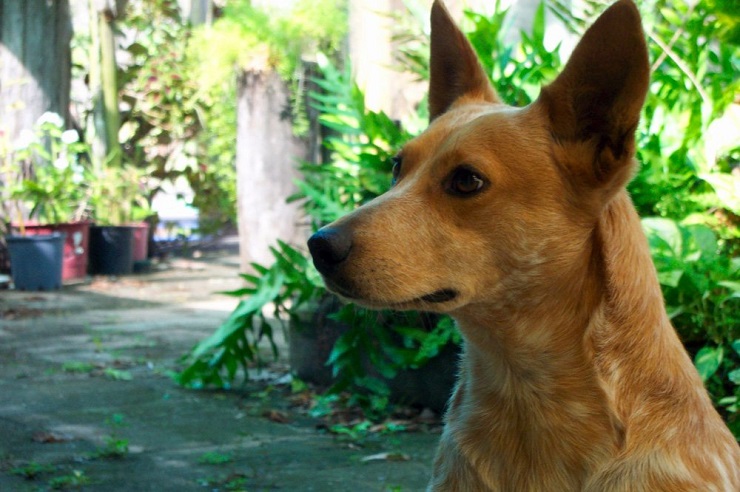 养狗，这些事平时觉得没什么，但一旦出问题就是不可挽回的伤害