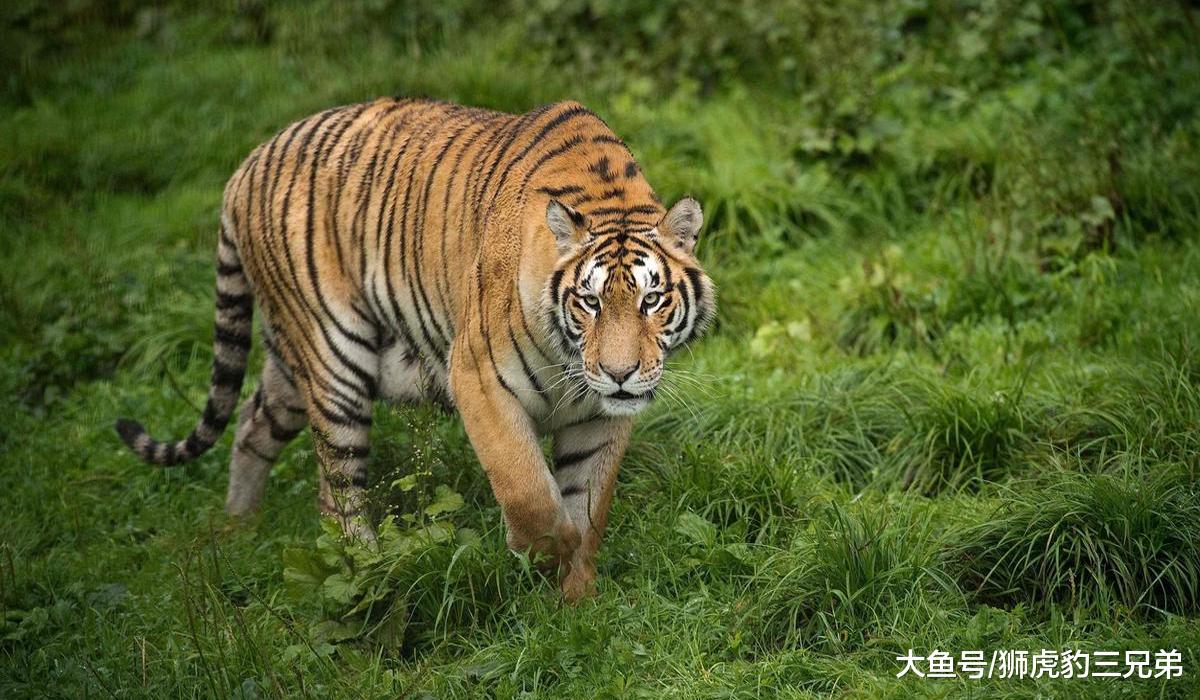 银背大猩猩手臂力量掀翻汽车，它的拳头能够打赢小型老虎吗？