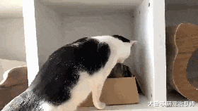 花猫在纸盒里睡觉，奶牛猫硬生生的挤了进去，花猫：你踩我脚了！
