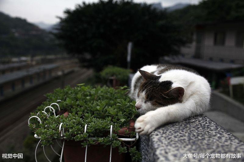 猫咪的习性大家知道多少，对于猫咪弓背大家是如何理解的呢