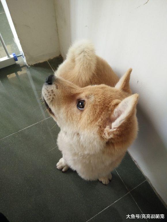 把土狗关进笼子就老实了？它天生就有不服输的劲儿，想尽办法出来