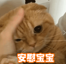 我家的猫咪又拉肚子了，word天！我该怎么办！