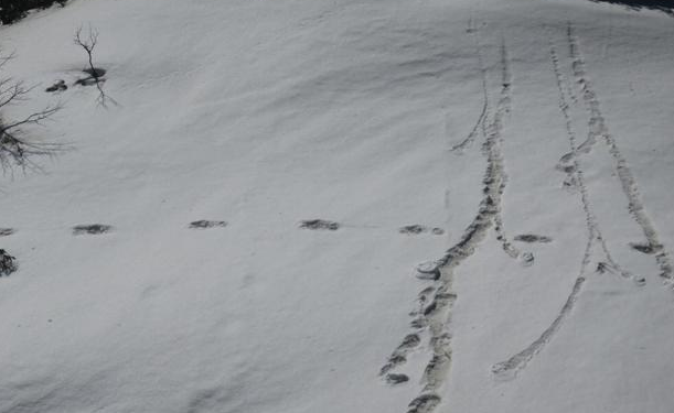 印度陆军声称找到喜马拉雅山怪物，并上传脚印照，网友: 被盗号了？