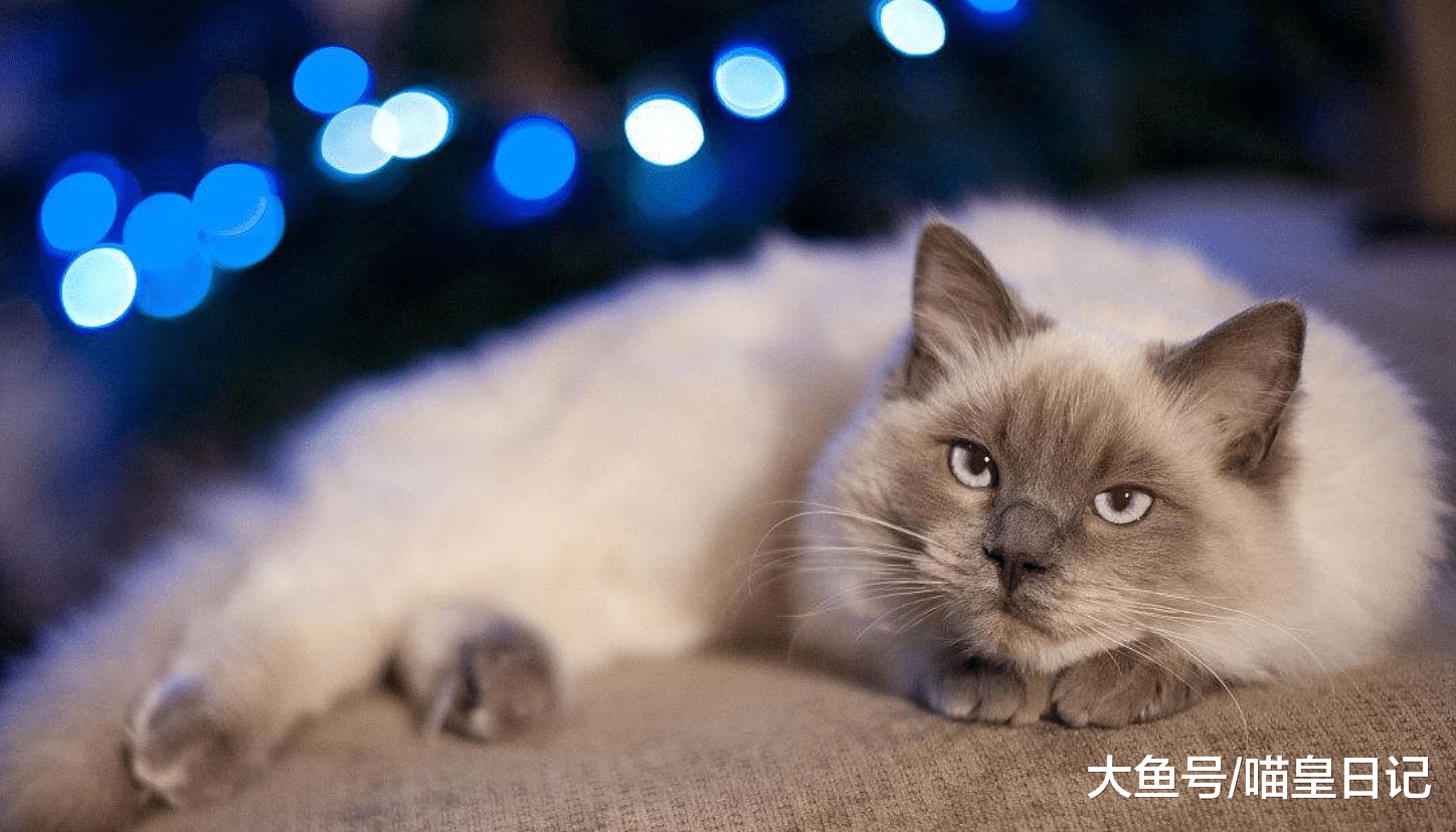 喵星人的四种打招呼方式，最后一种让我完全没有抵抗力！