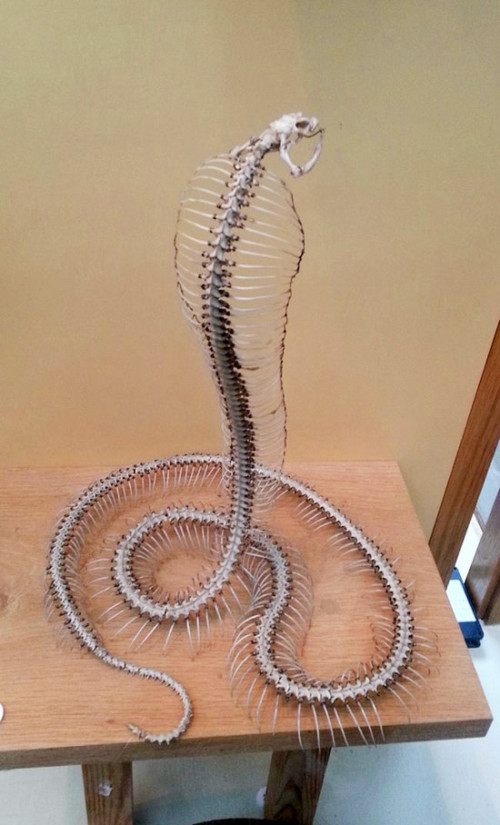 三种动物死亡后的骨架，大熊猫完全颠覆三观，最后一种意想不到