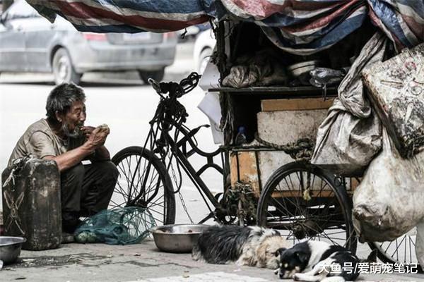 三只流浪狗跟着老大爷捡破烂，每天朝夕相处，对老大爷不离不弃！