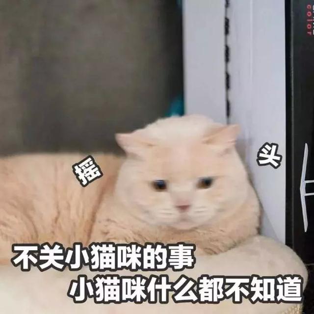 猫咪挑食？天性使然！酸甜苦鲜咸，谁才是猫最爱？