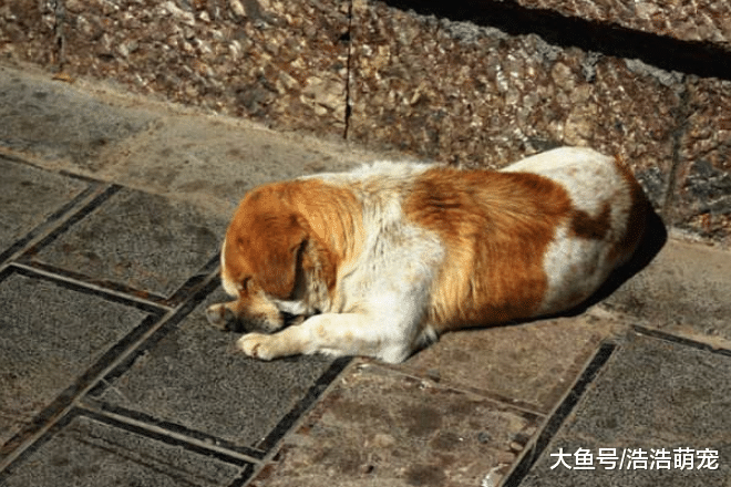 狗狗的5種睡姿代表5種不同的意思，你都知道嗎？