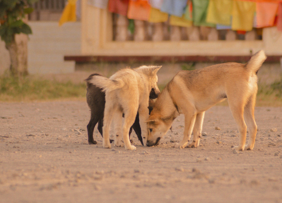 狗往食盆里撒尿是嫌弃食物不好吃？有可能它焦虑了