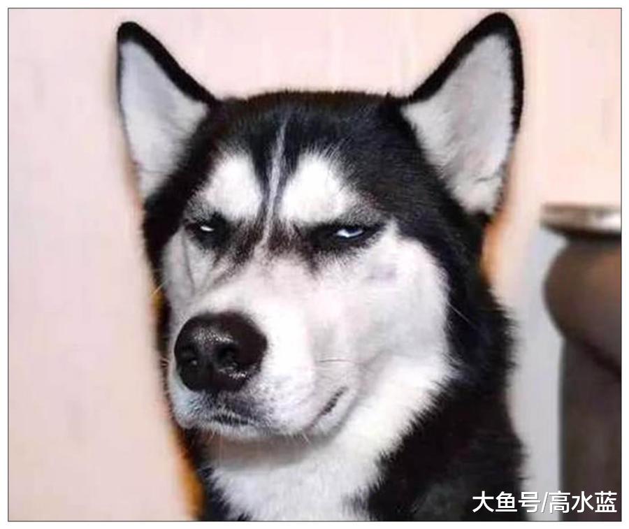 男子下班回家，发现二哈不对劲，仔细一想瞬间不淡定了！