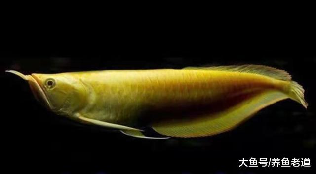 这些白化、黄化的观赏鱼，很多都是超级可爱，有的价格也很可爱