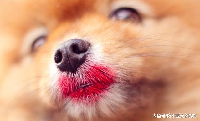 新手如何饲养一只博美犬？