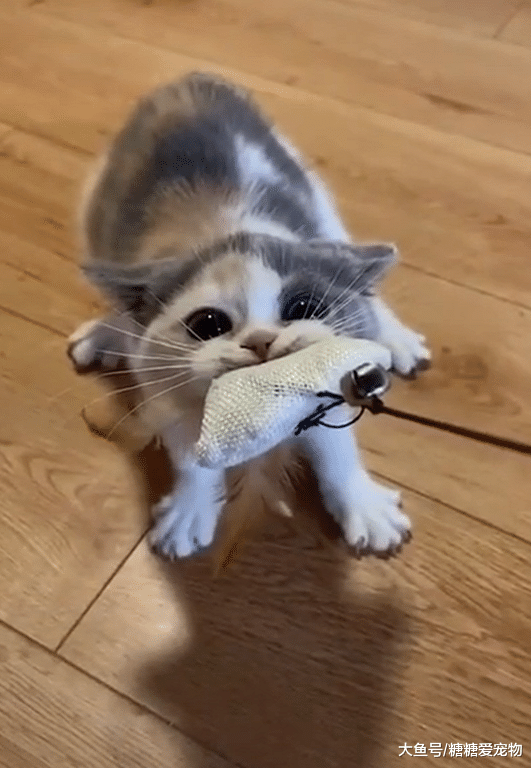 喵虽小力气却很大，和主人抢玩具一点也不示弱，网友：像只小老虎