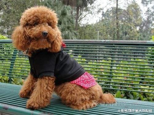 泰迪犬经常发抖? 可能是这5个原因引起的, 主人不要忽视!