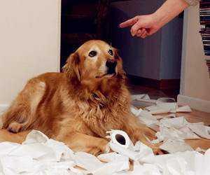 别说养狗很简单，狗狗的这五个小爱好，你能接受几个？