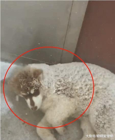 下雪天路遇两只阿拉, 俩狗子雪地里“吹空调”, 狗: 我就凉快凉快