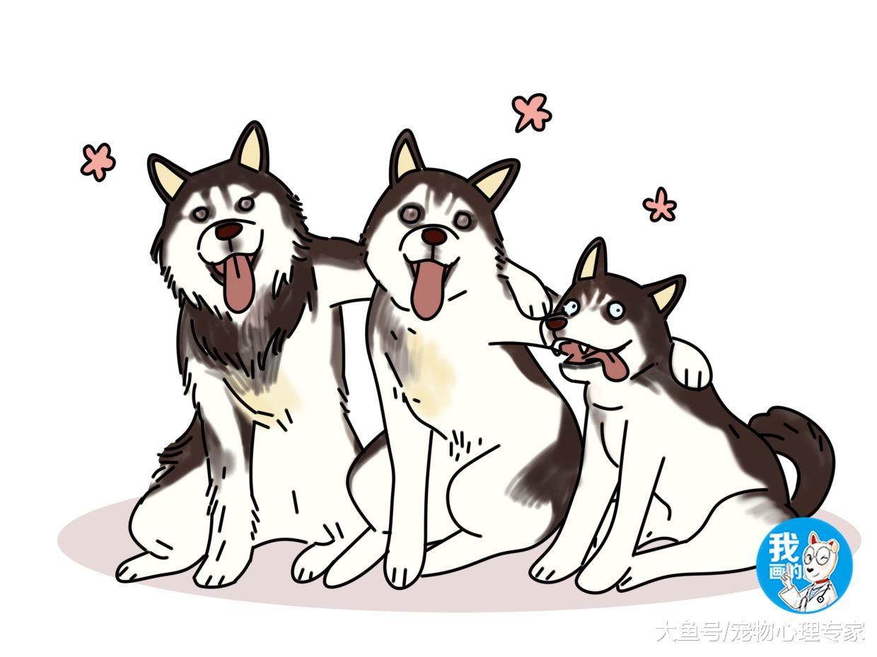 阿拉斯加的脸二哈的身体，这种狗是串的吗？短毛阿拉斯加了解一下