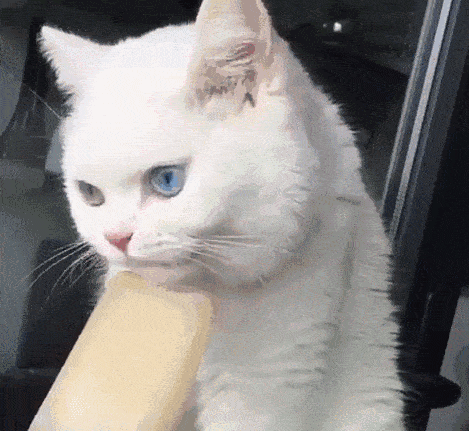 猫咪挑食？天性使然！酸甜苦鲜咸，谁才是猫最爱？