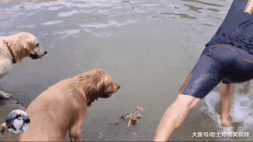 网友带13只金毛游泳，像下水饺一样跳进河里，很有安全感啊