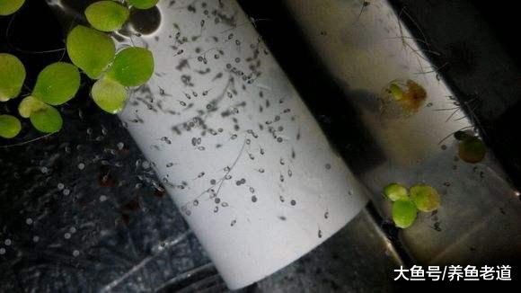 如何打造小型观赏鱼的爆缸饲养模式？注意以下几点，就会很轻松