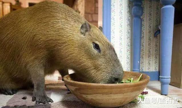 女子养了只“巨型老鼠”，每次带出门去散步，路人看了都绕道走！