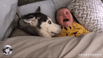 主人告诉二哈要照顾“弟弟”，结果它态度就变了，好懂事啊