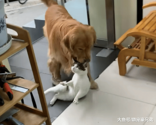 金毛看到路边经过的猫咪，过去将其叼来，狗：来嘛，照顾下生意